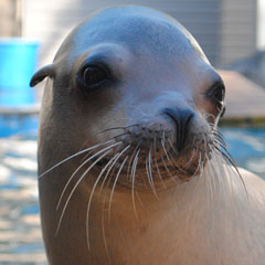 A sea lion at our kids' day camp in Milwaukee, WI