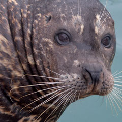 A seal at our kids' day camp in Milwaukee, WI