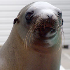 A sea lion at our kids' day camp in Milwaukee, WI